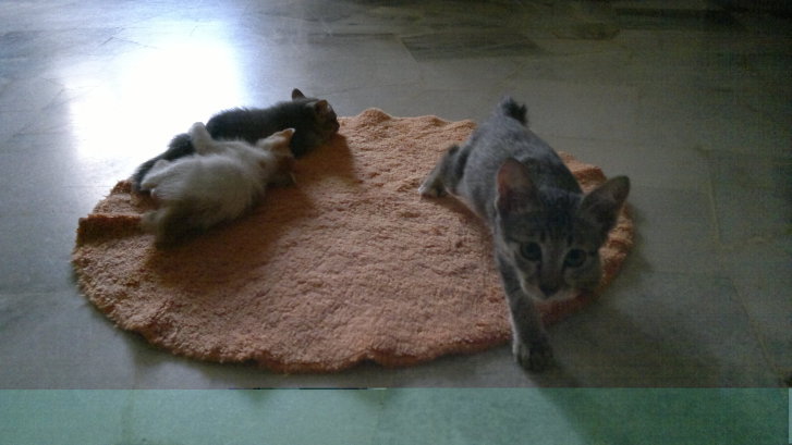 Picture of a cat / kitten / feline