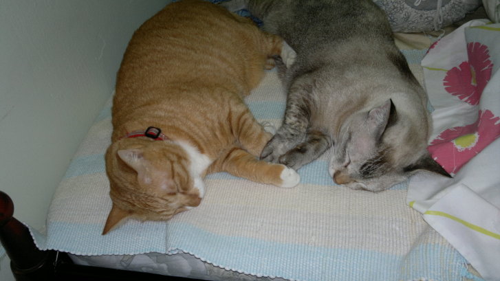 Picture of a cat / kitten / feline