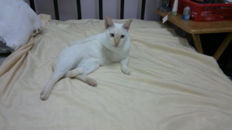 Picture of a cat / kitten / feline