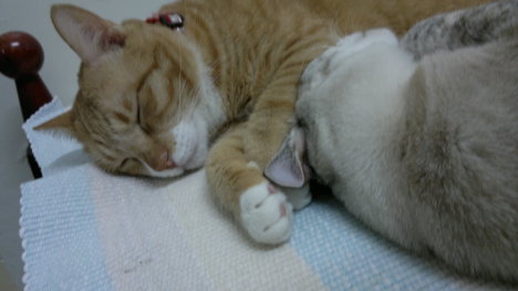 Picture of a cat / kitten / feline