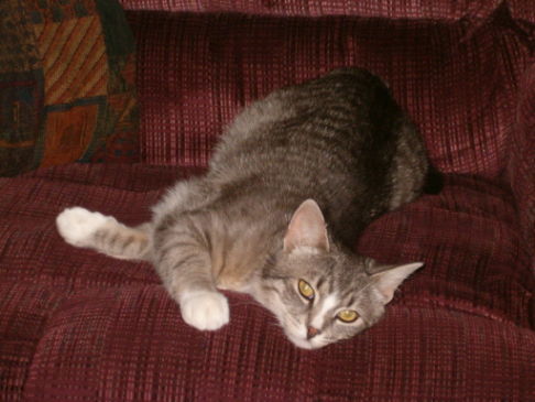 Picture of a cat / kitten / feline