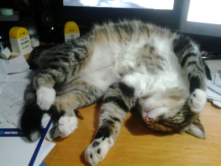 Picture of a cat / kitten / feline