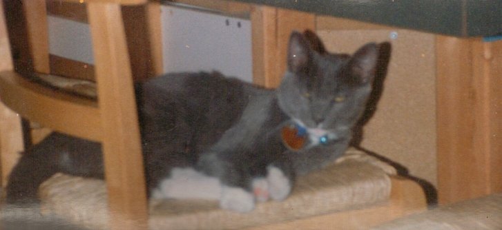 Picture of a cat / kitten / feline