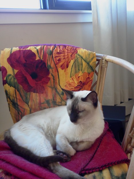 Picture of a cat / kitten / feline