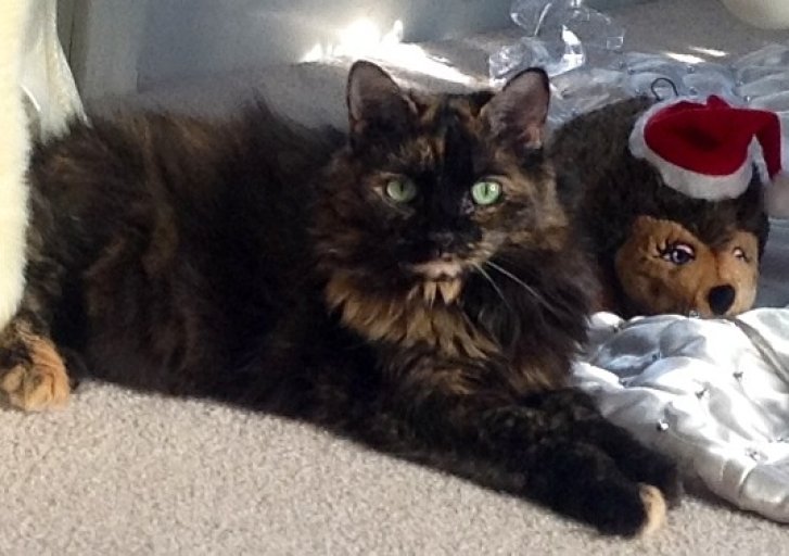 Picture of a cat / kitten / feline