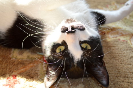 Picture of a cat / kitten / feline