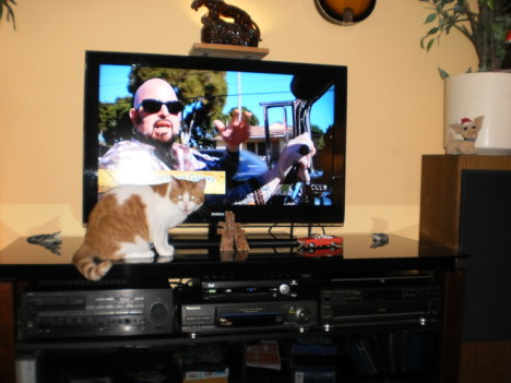 Picture of a cat / kitten / feline