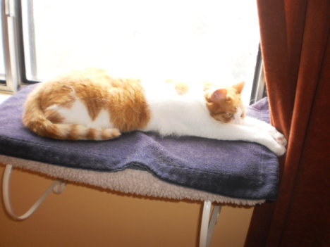 Picture of a cat / kitten / feline