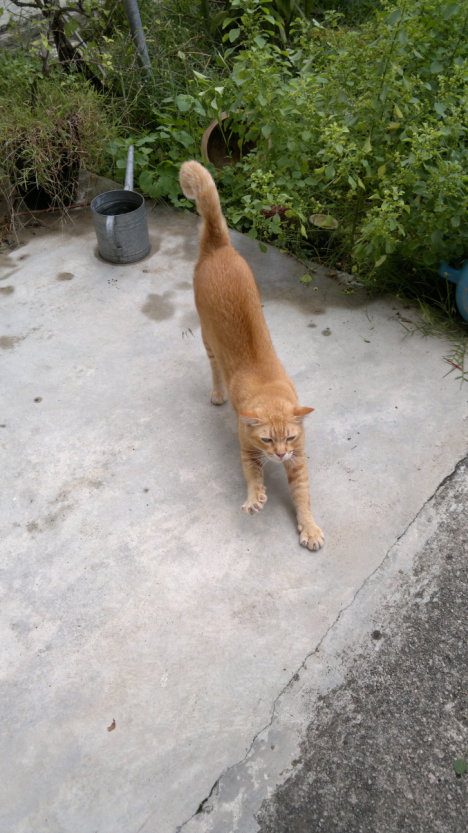 Picture of a cat / kitten / feline