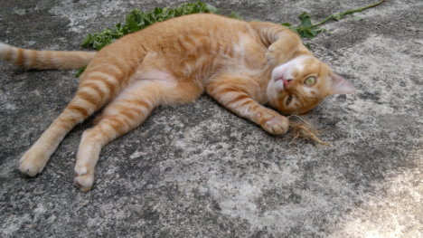 Picture of a cat / kitten / feline