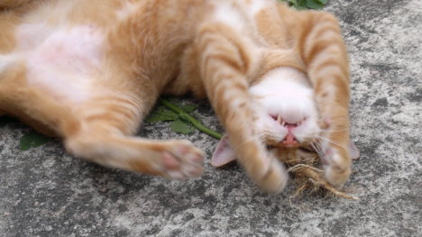 Picture of a cat / kitten / feline