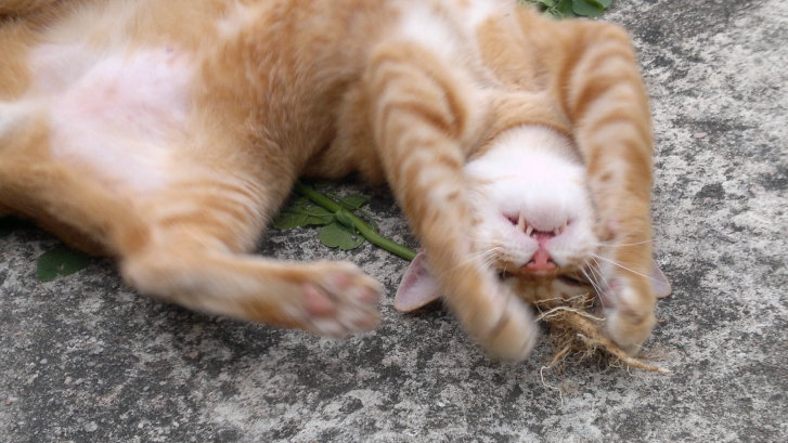 Picture of a cat / kitten / feline