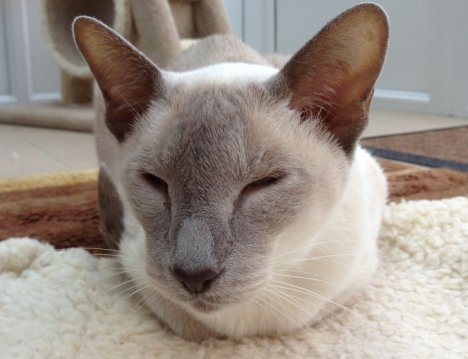 Picture of a cat / kitten / feline