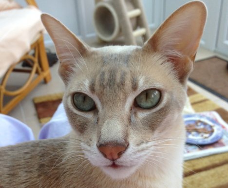 Picture of a cat / kitten / feline