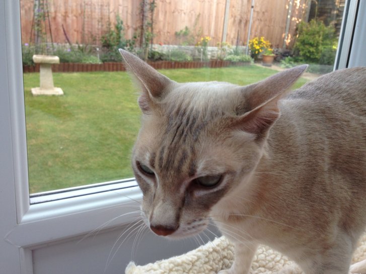 Picture of a cat / kitten / feline