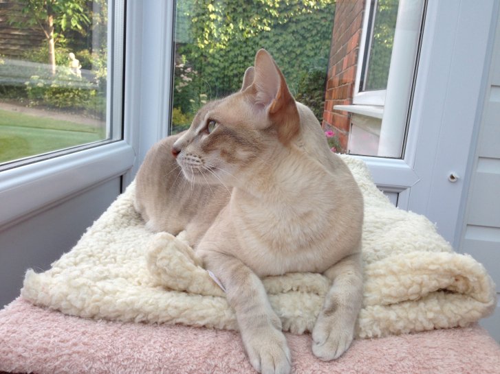 Picture of a cat / kitten / feline