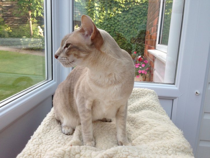 Picture of a cat / kitten / feline