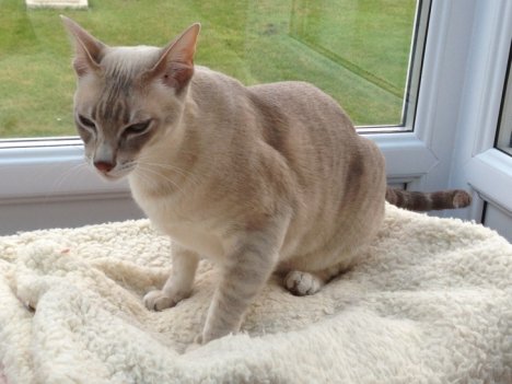 Picture of a cat / kitten / feline