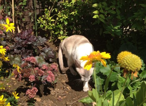 Picture of a cat / kitten / feline