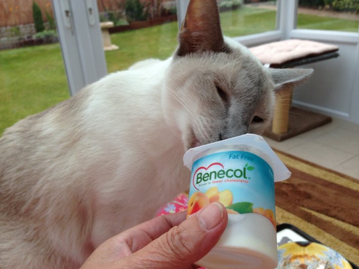 Picture of a cat / kitten / feline