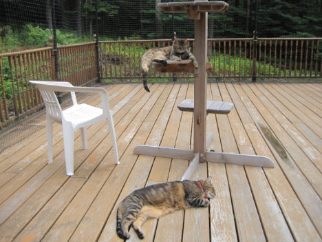 Picture of a cat / kitten / feline