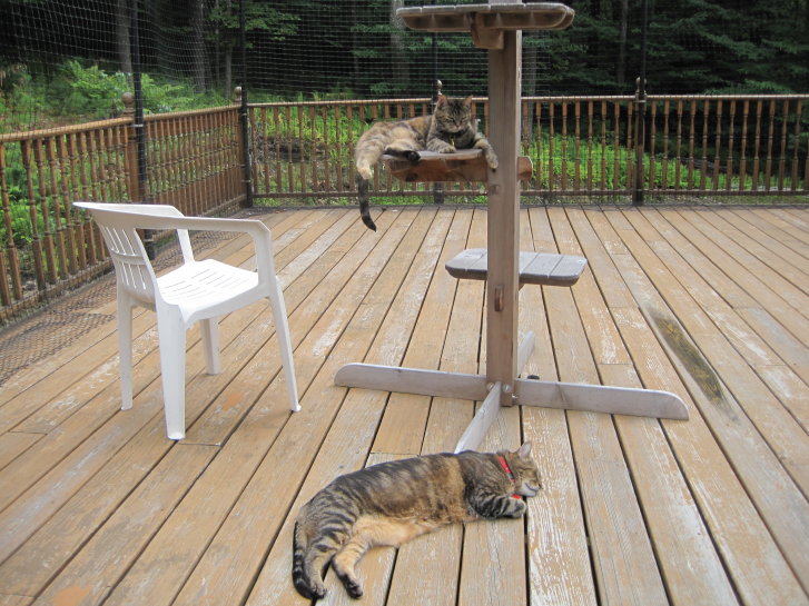 Picture of a cat / kitten / feline