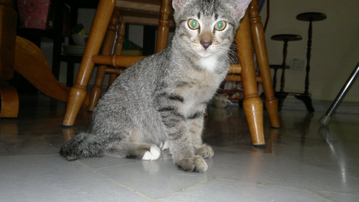 Picture of a cat / kitten / feline