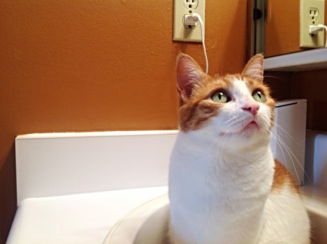 Picture of a cat / kitten / feline