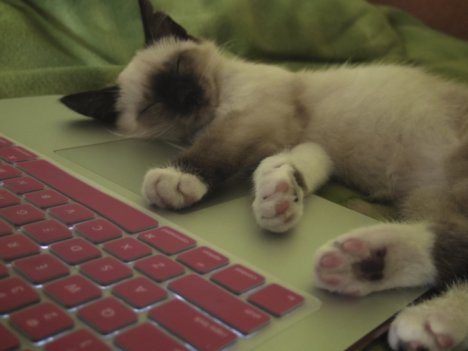 Picture of a cat / kitten / feline