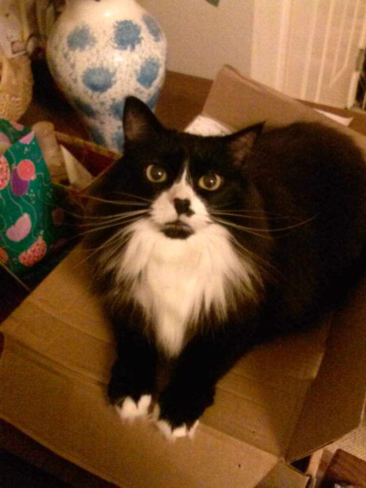 Picture of a cat / kitten / feline