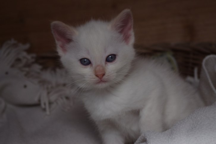 Picture of a cat / kitten / feline