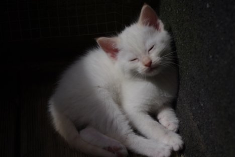 Picture of a cat / kitten / feline