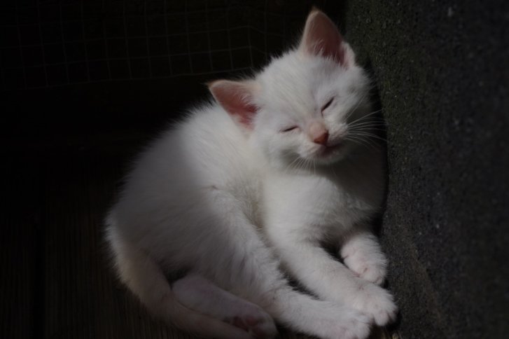 Picture of a cat / kitten / feline