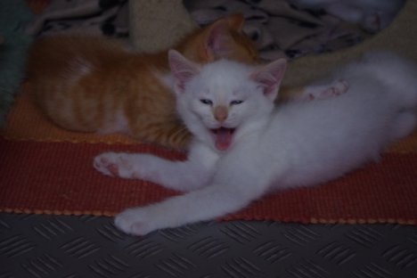 Picture of a cat / kitten / feline