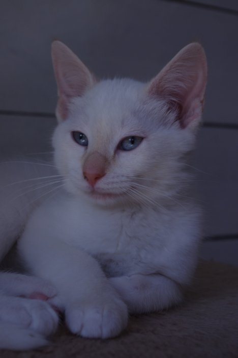 Picture of a cat / kitten / feline