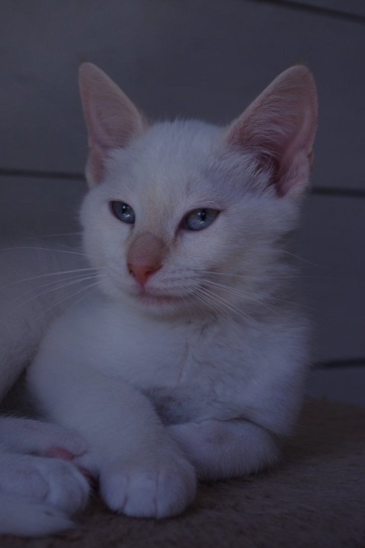 Picture of a cat / kitten / feline