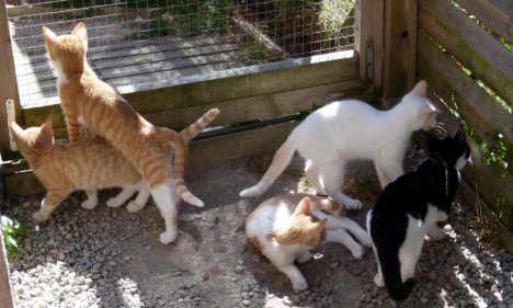 Picture of a cat / kitten / feline