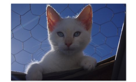 Picture of a cat / kitten / feline