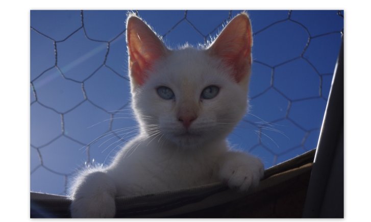 Picture of a cat / kitten / feline