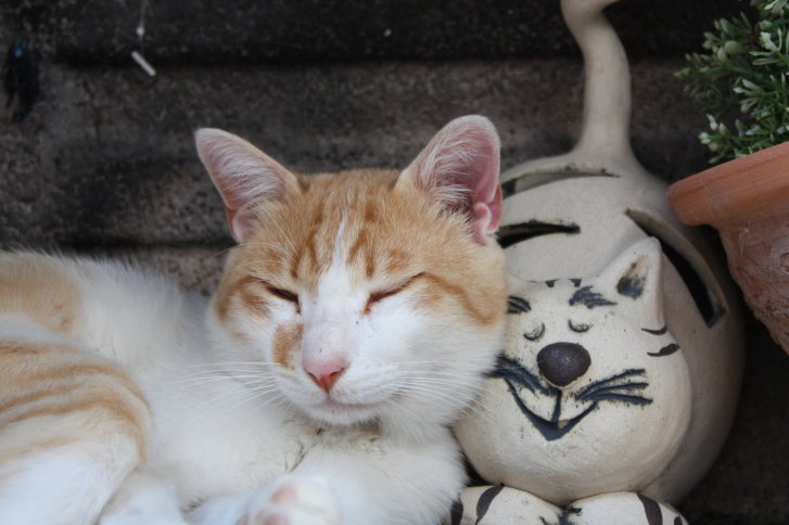 Picture of a cat / kitten / feline