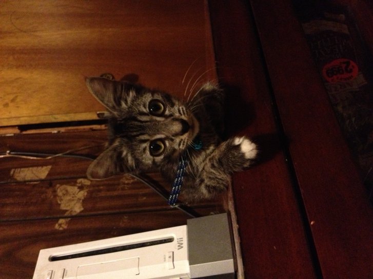 Picture of a cat / kitten / feline