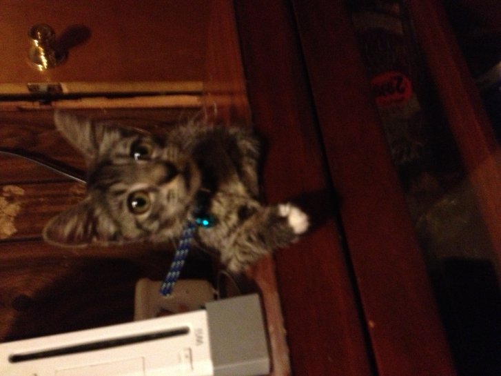 Picture of a cat / kitten / feline