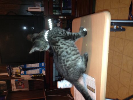 Picture of a cat / kitten / feline