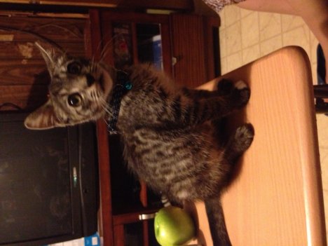 Picture of a cat / kitten / feline