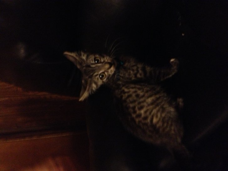 Picture of a cat / kitten / feline