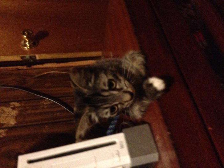 Picture of a cat / kitten / feline