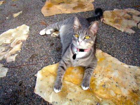 Picture of a cat / kitten / feline