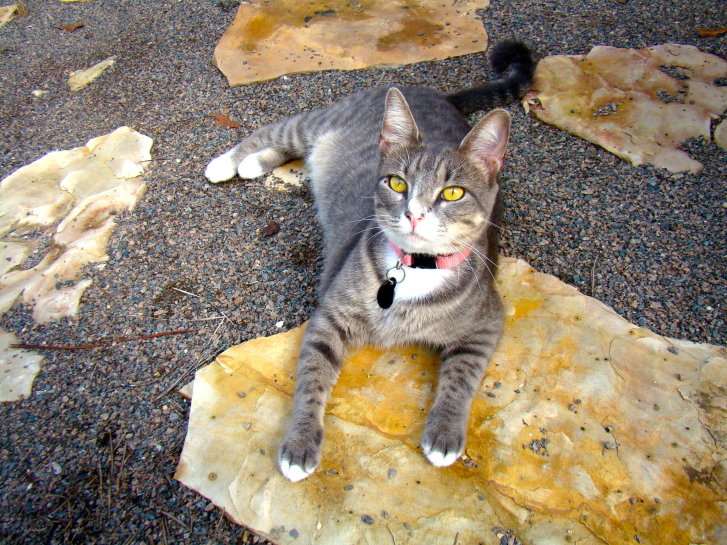 Picture of a cat / kitten / feline