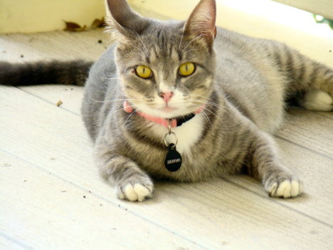 Picture of a cat / kitten / feline