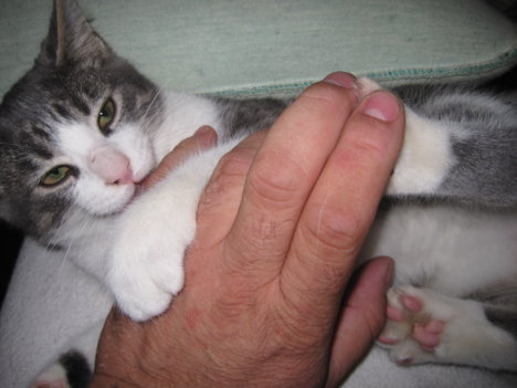 Picture of a cat / kitten / feline